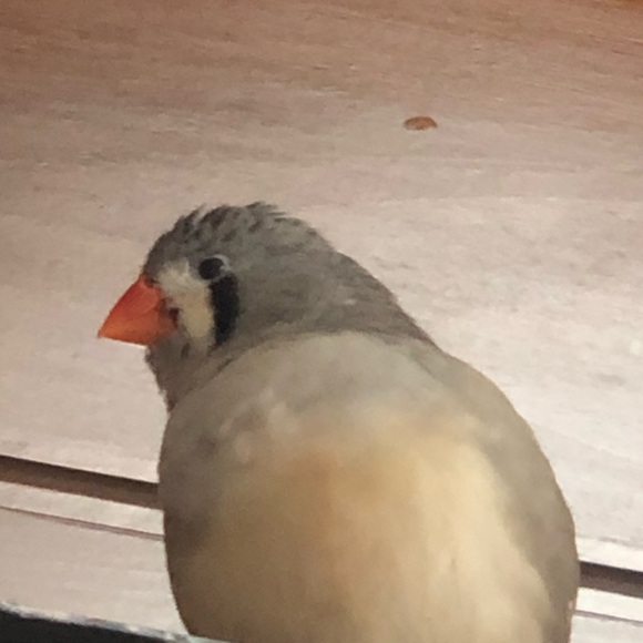 Meet your Posher, Phia - Picture 2 of 2